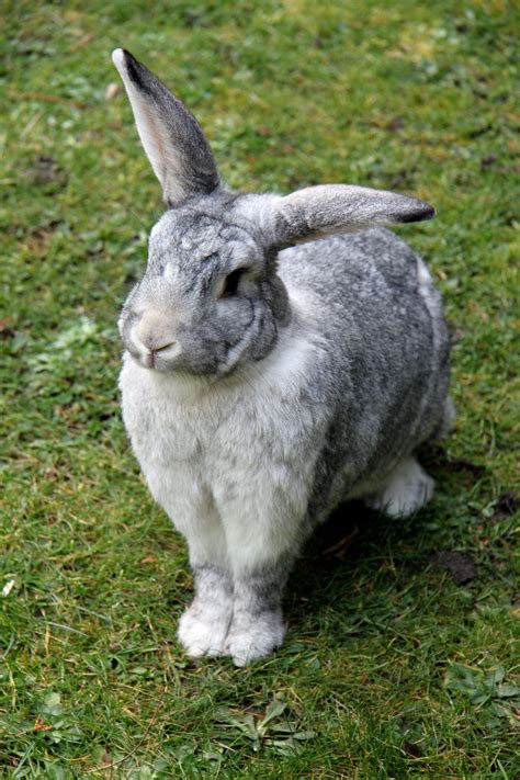 Giant Chinchilla Rabbit Vs Flemish Giant