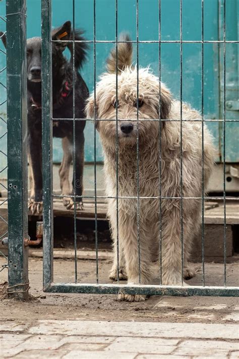 Homeless Dog in the Shelter. Dog Waiting for Adoption in Animal Shelter ...