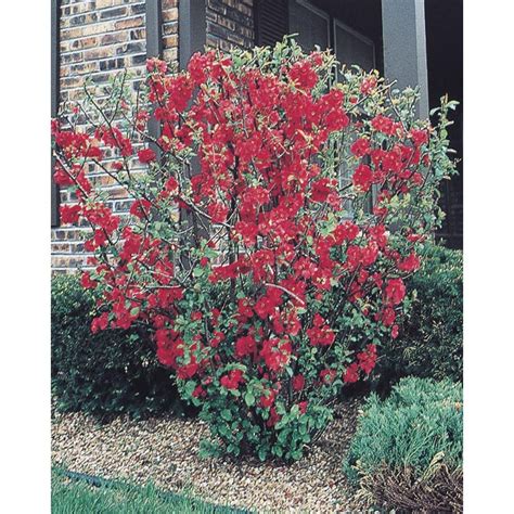 Shop Red Red Flowering Quince Flowering Shrub L1217 At