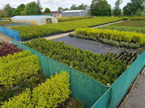 A Guide To Evergreen Hedging Year Round Beauty And Privacy
