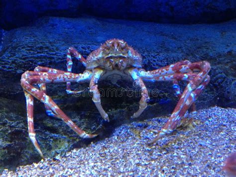 Spider King Crab or Alaska King Crab Stock Image - Image of turtle ...