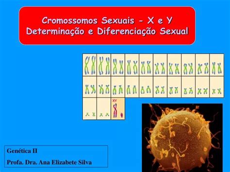 Ppt Cromossomos Sexuais X E Y Determina O E Diferencia O Sexual