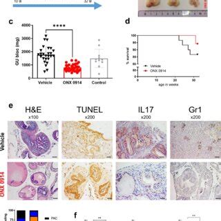 The In Vivo Anti Tumor Effects Of The Immunoproteasome Inhibitor Onx