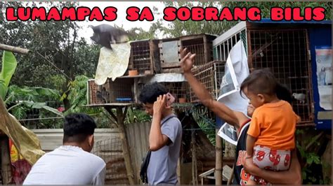 Sobrang Bilis Lumampas Sitio Ibaba Vs Dangka Karera Ng Kalapati Youtube