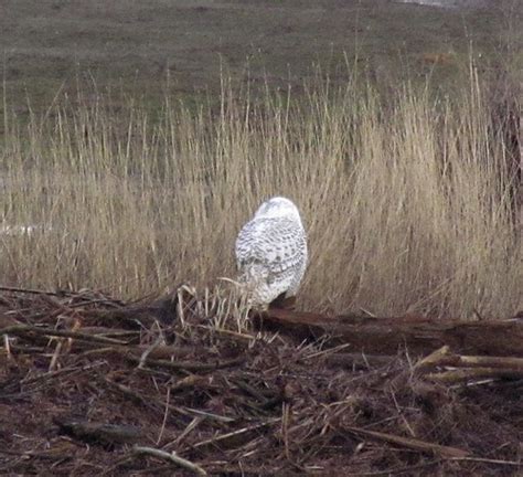 Snowy Owl Returns Travels With George And Marta