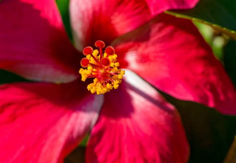 รูปภาพSinensis – เลือกดูภาพถ่ายสต็อก เวกเตอร์ และวิดีโอ13,746 | Adobe Stock