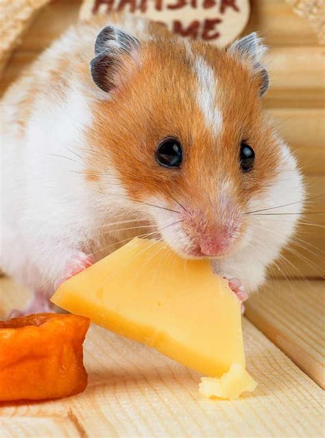 Can Hamsters Eat Cheese?