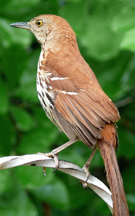 The Official State Bird of Georgia | Thrasher Family Association