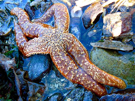 The Worlds Greatest Gallery Of Starfish Butts