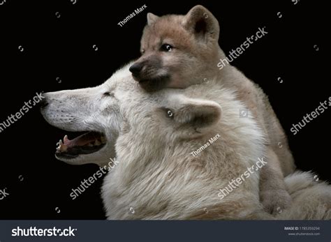 Baby Arctic Wolf With Mom