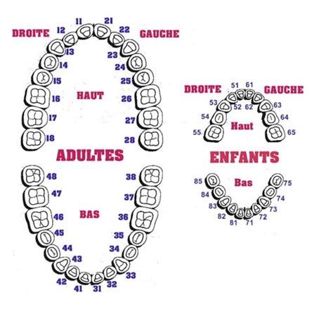 Anatomie Des Dents Humaines Atlas Dentaire Et Nomenclature — Conseil