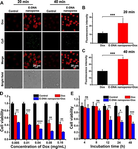 Frontiers Ethane Groups Modified Dna Nanopores To Prolong The Dwell