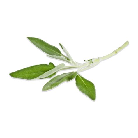 Bulk Fresh Sage Leaves for Sale | Marx Foods