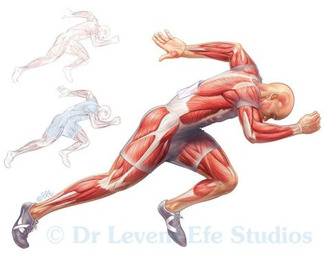 Muscles in action | Levent Efe Medical Illustration Studios | Medical ...