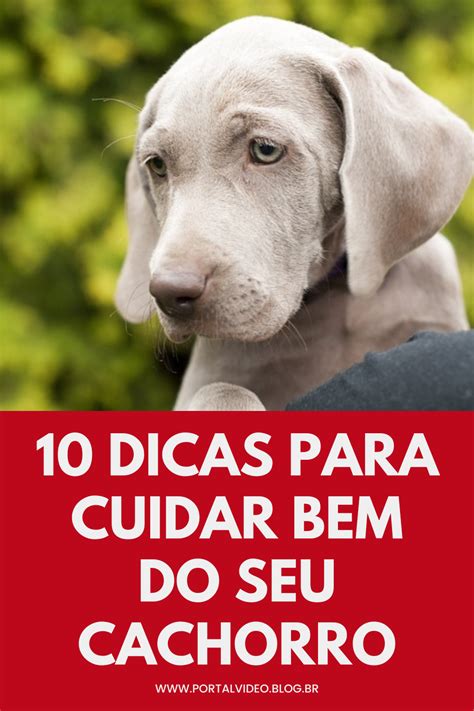 Dicas Para Cuidar Bem Do Seu Cachorro Em Cachorro Anos De