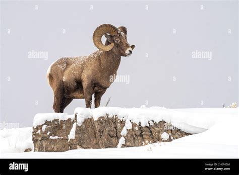 Bighorn Sheep Ram Stock Photo Alamy