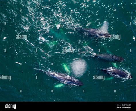 Usa Alaska Aerial View Of Humpback Whales Megaptera Novaeangliae