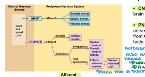 Autonomic And Somatic Nerve Physiology Flashcards Quizlet