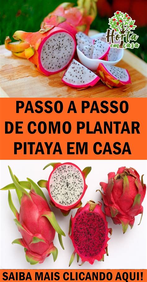 PASSO A PASSO DE COMO PLANTAR PITAYA EM CASA Pitaya Fruit Plants