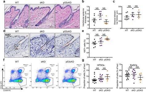 Co Ablation Of P53 And G9a In The Epidermis Rescues G9acKO Homeostatic