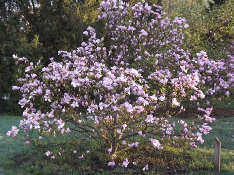 Magnolia 'Ricki' - Ricki magnolia | The Dawes Arboretum