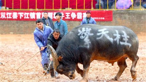 超级牛王擎天柱特辑牛王擎天柱第14页大山谷图库