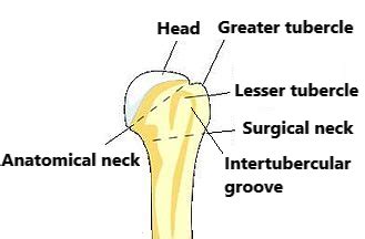 Where Is The Head Of The Humerus Homework Study