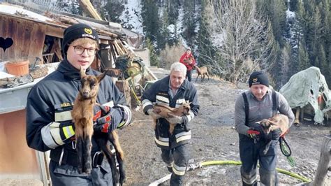 Nach Großbrand in Mühlwald Feuerwehr siedelt 80 Ziegen um Chronik