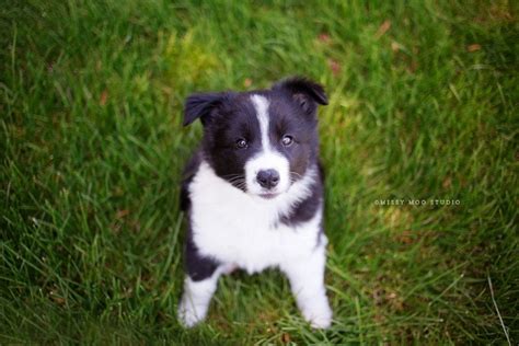 Cutest Border Collie Puppy Ever Aww