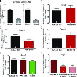 Quantitative RT PCR Of KCNQ Channel Subunits In NPY AgRP Neurons From