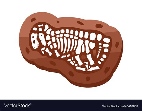 Velociraptor fossils skeleton fossil Royalty Free Vector