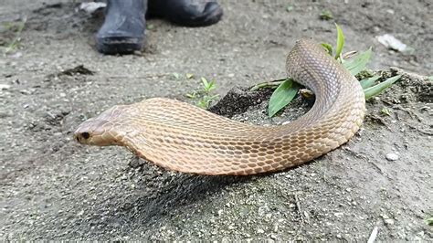 Zuma Haring Ahas In Action Cobra Sa Farm Sa Quezon Nueva Ecija Youtube