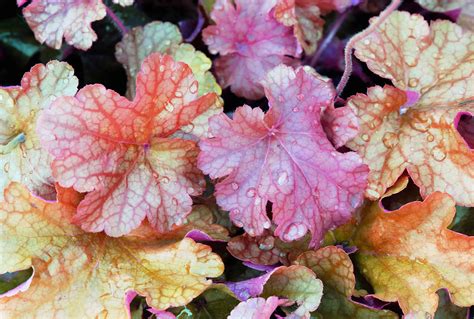 10 Best Varieties of Heuchera