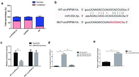 CircPIP5K1A Adsorbs MiR 552 3p In INS 1E Cells A Nuclear And