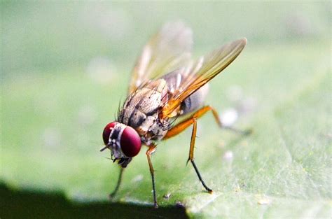 Unveil Fruit Fly Diet Secrets Discover What They Eat