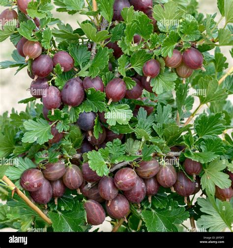 Hinnonmaki Red Gooseberry Hi Res Stock Photography And Images Alamy