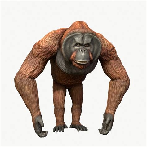 3D orangutan model - TurboSquid 1149951