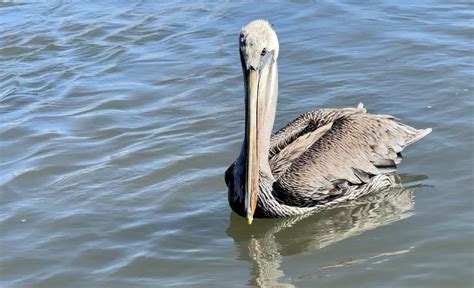 8 Brown Pelican Facts That Tell The Tale Of This Mighty Bird