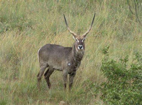 Kok And Seyffert Big Game Hunting Species List Waterbuck