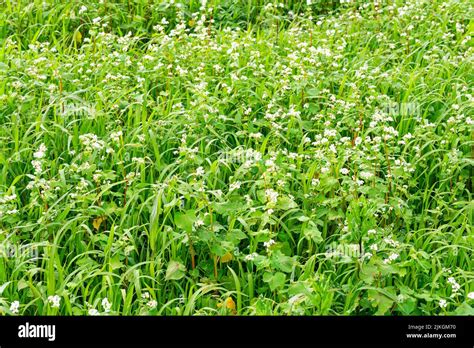 The Flowering Buckwheat Field Beautiful Green Field On The Background
