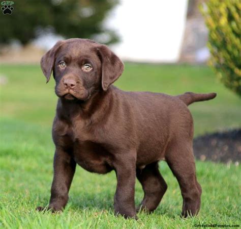 Chocolate Labrador Retriever