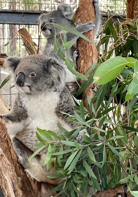 Maria Doherty On Linkedin Jaz The Joey Thriving Almost Bigger Than