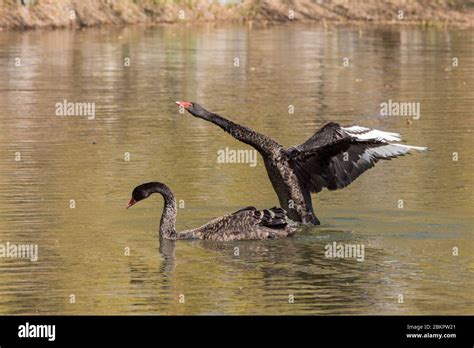 Cisnes Negros Nadando Fotografías E Imágenes De Alta Resolución Alamy