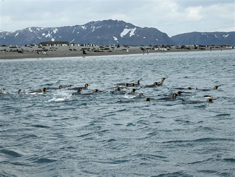 South Georgia And The South Sandwich Islands Travel Codex