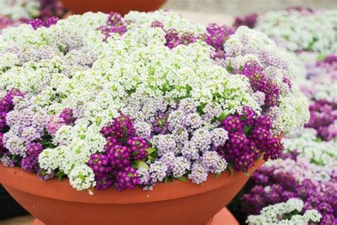 Alyssum Care: Complete Guide on Growing Alyssum - Garden Lovers Club