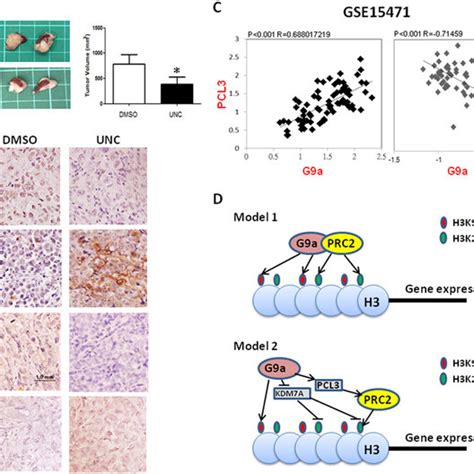 G A Induces H K And H K Methylation And Downregulates E Cadherin In