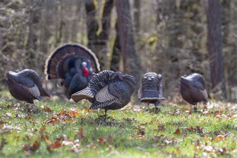 Img Dave Smith Decoys Flickr