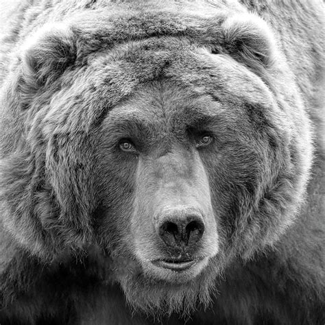 Bear Face Black And White Photograph By Steve Mckinzie Fine Art America