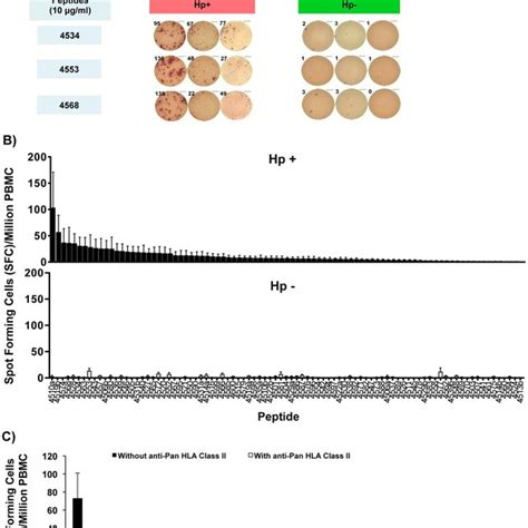 In Vitro Pbmc Ifn C Secretion Measured By Elispot In Response To