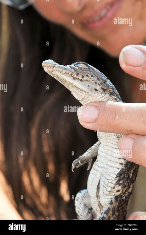 Israel Aravah Crocodile And Alligator Breeding Farm Crocodile